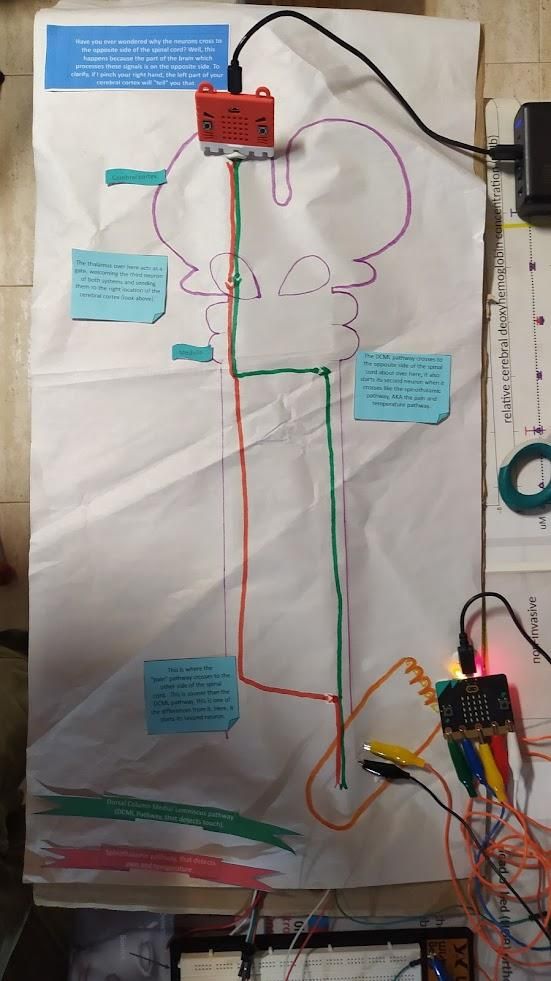 Model of Sensory Pathways - Elementary School Project