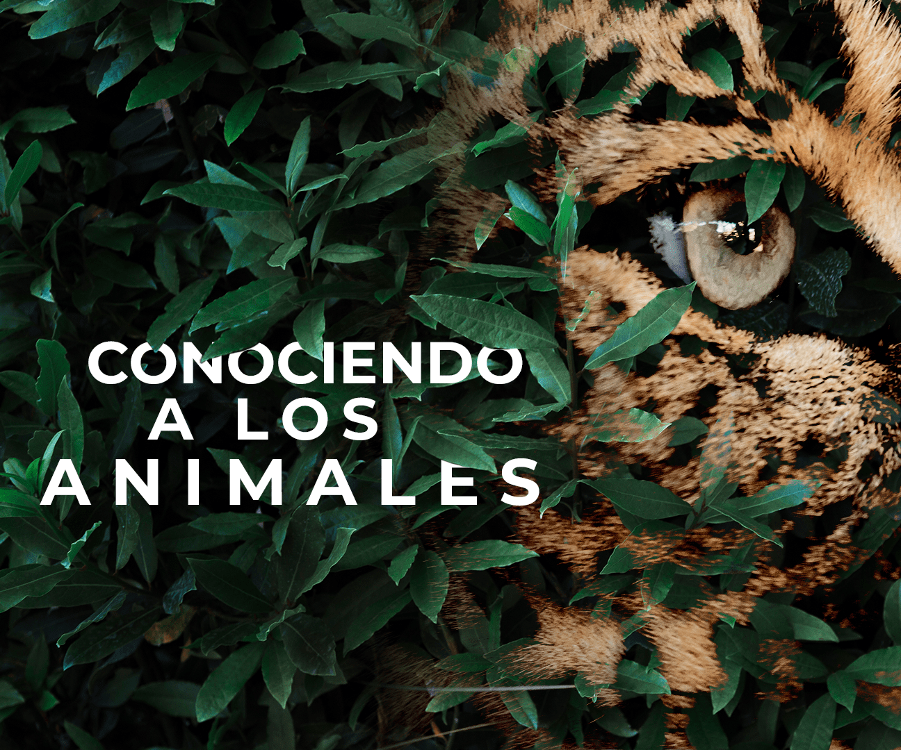 Conociendo a Los Animales
