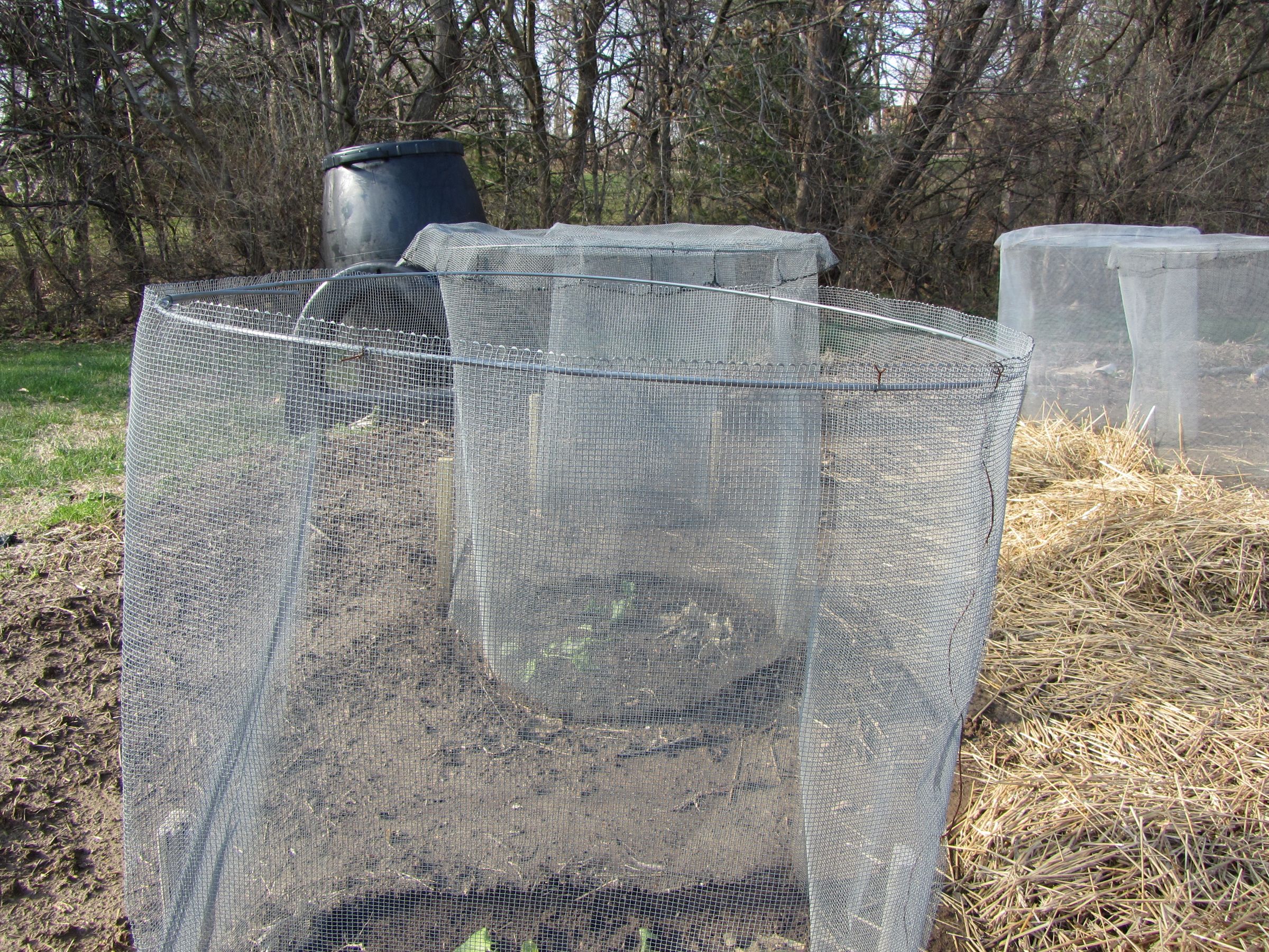 Cruciferous Cages to Prevent Cabbage Moths 5 Steps Instructables