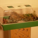 3 Foot Tall Ant Nest with Foraging Area- Authentic Natural Simulation