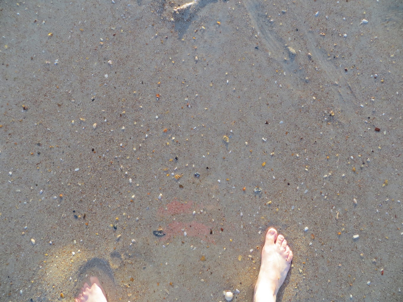 How to Find Shark Teeth : 10 Steps (with Pictures) - Instructables
