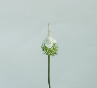 Bulbils and Rhizomes