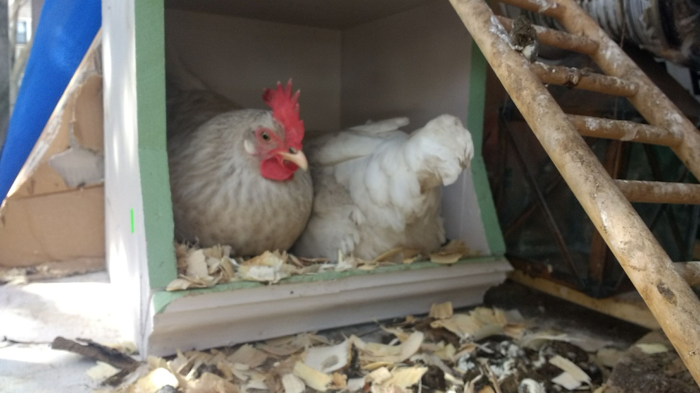 a frame chicken tractor plans pdf