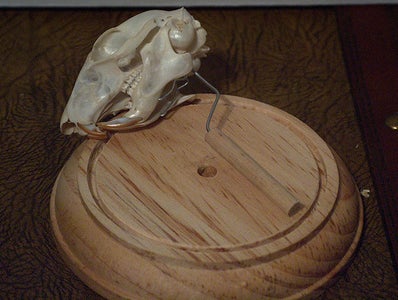 Simple Skull Display