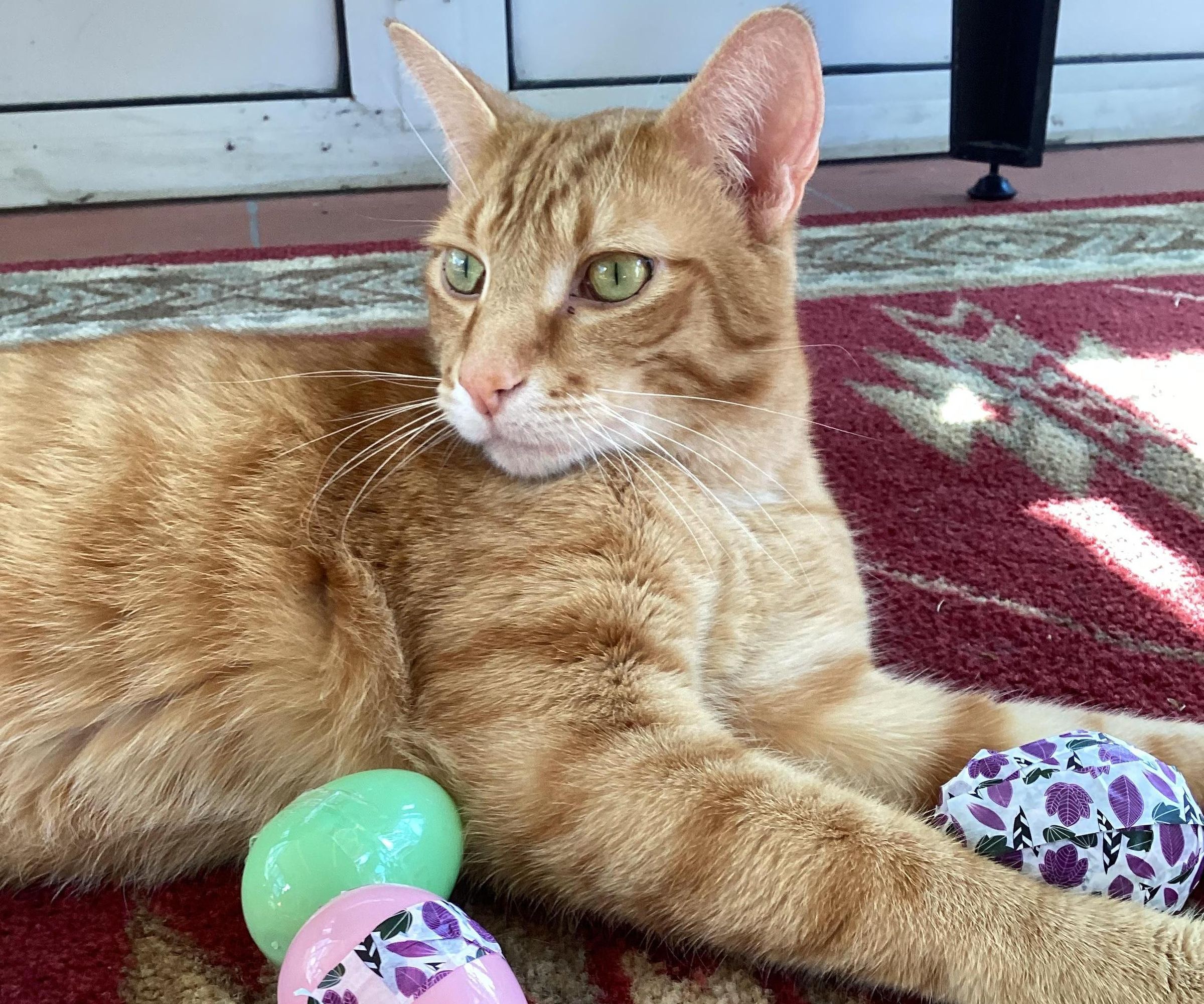 Super Easy Easter Egg Cat Toy in Two Easy Steps!