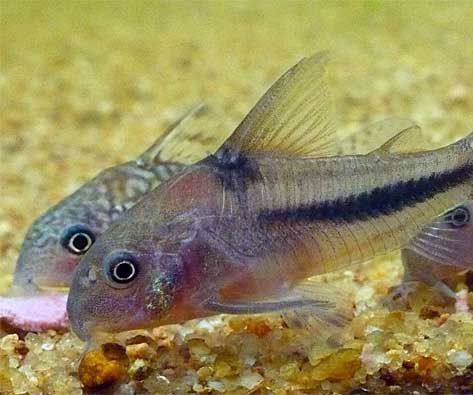 Corydoras Nattereri Blue Cory