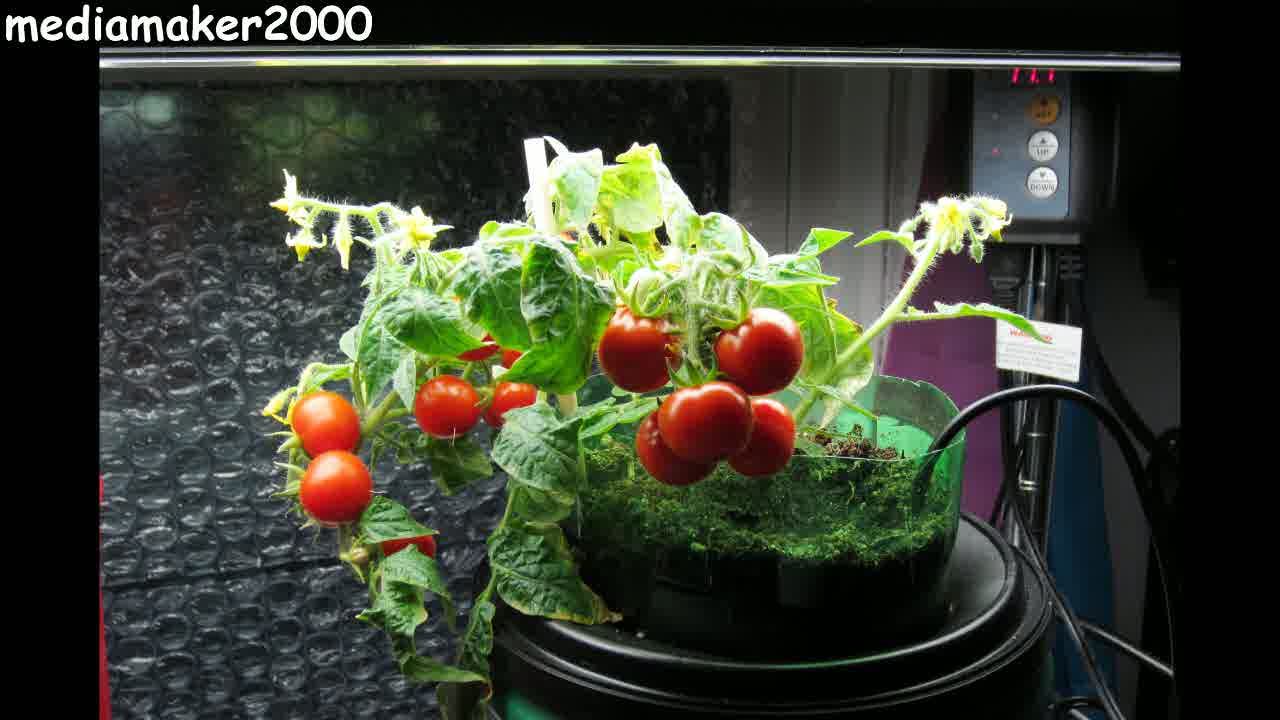 Easy Self Watering Planter Using Recycled Containers DIY