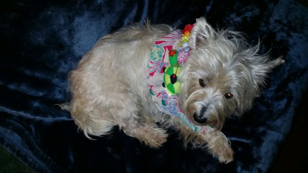 Hawaii Dog