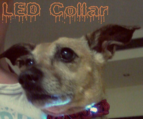 LED Dog Collar 