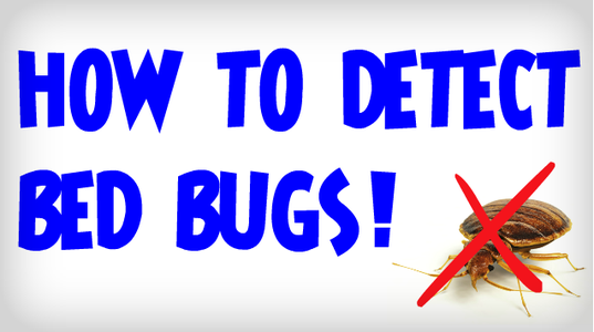 Process for Detecting Bed Bugs