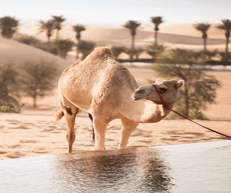 Top Things to Do in Abu Dhabi