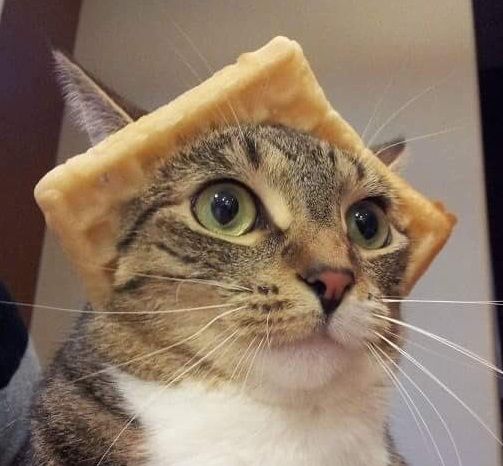 wafflecat_