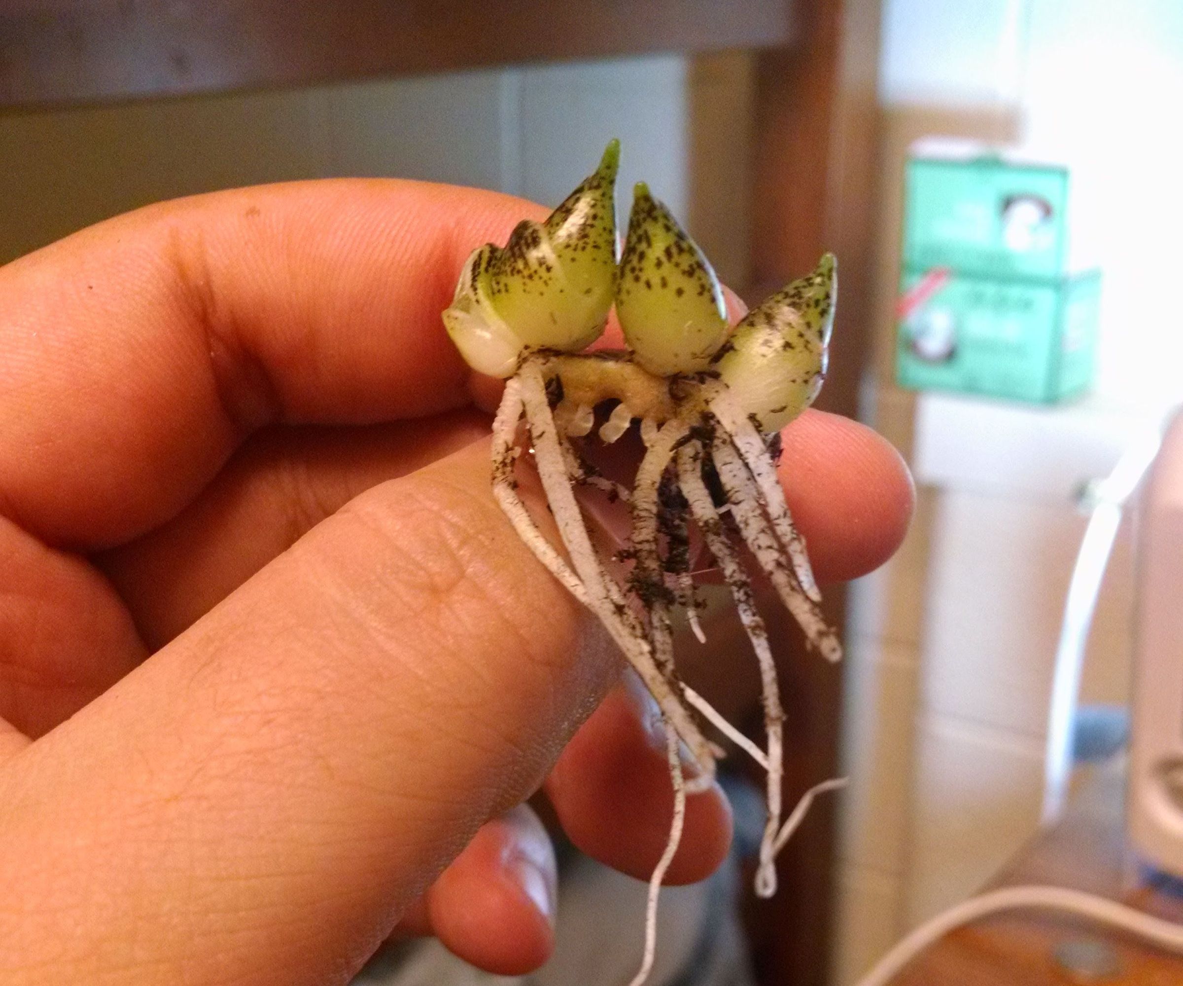 Vegetable Propagation: Or, Learn Botany While You Play With Your Food