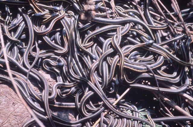 How to Survive the Wrath of a Thousand Hungry Water Snakes