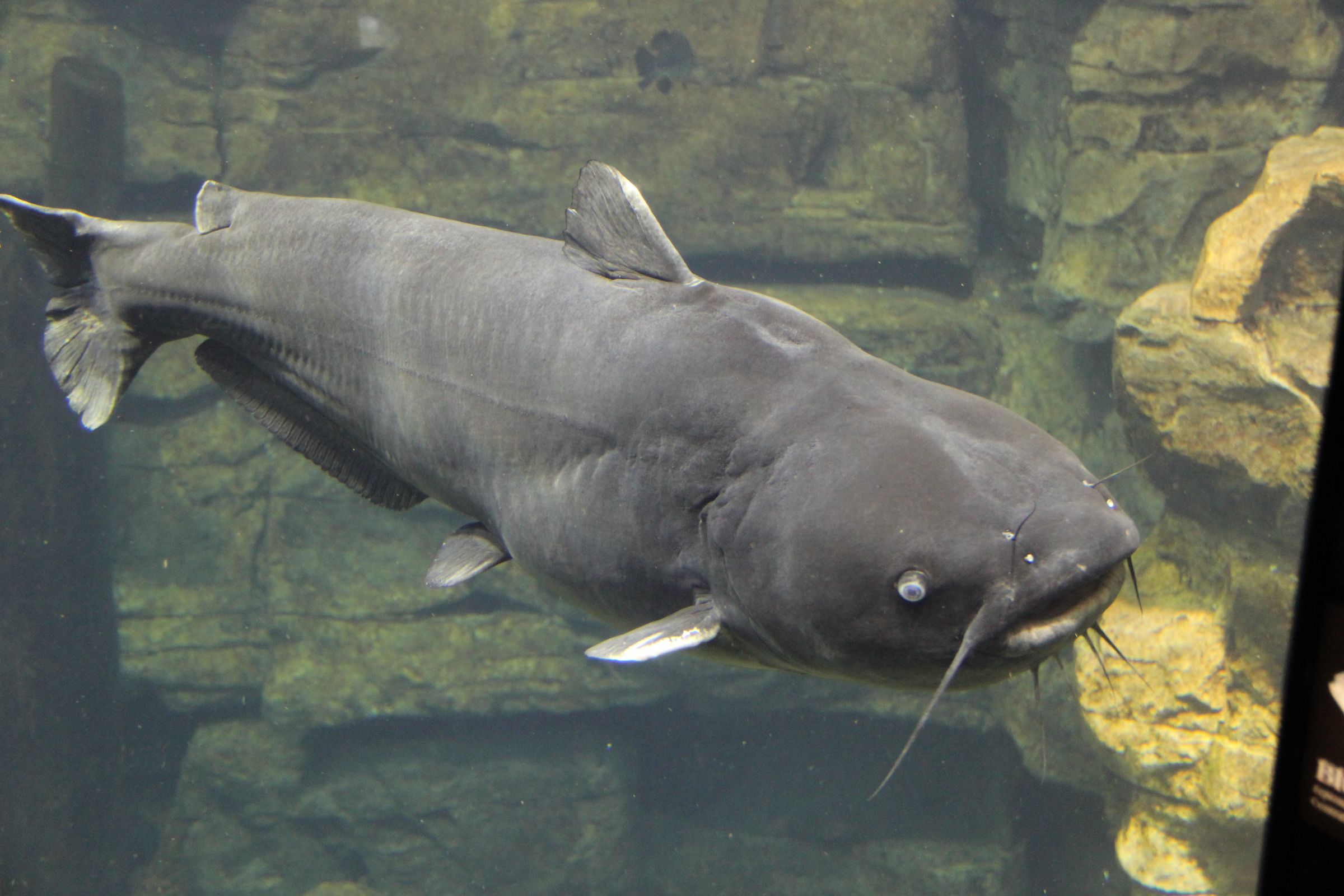 Ultimate Catfish Bait.