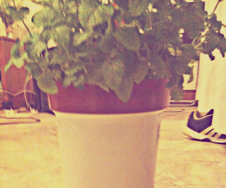 Self Watering Pot Under SGD $5