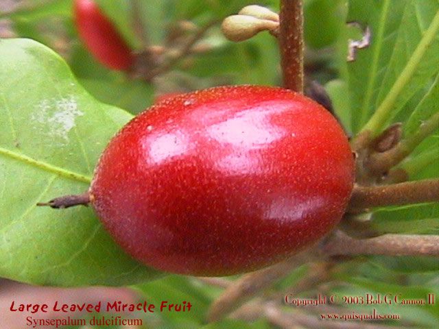 Growing Your Own Miracle Fruit - Synsepalum Dulcificum
