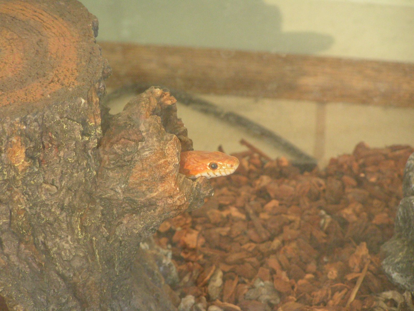 Snake Care (non-venomous)