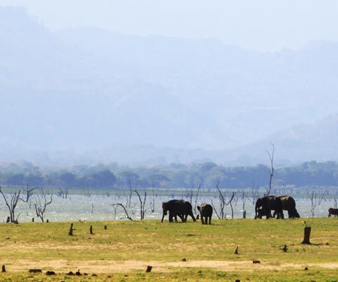 How to Plan a Safari to Sri Lanka
