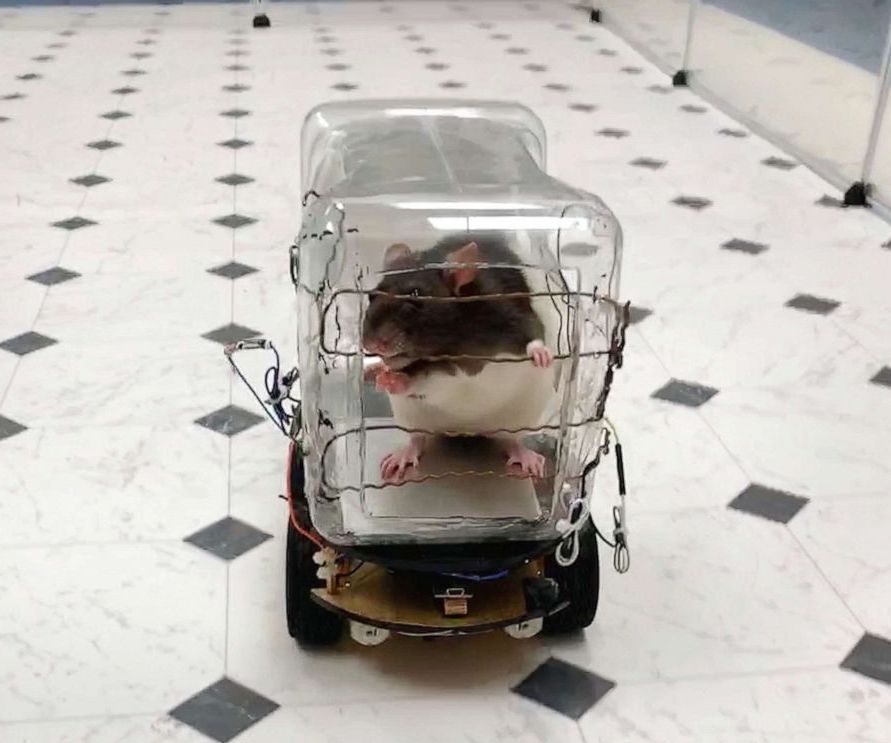 Rat-Operated Vehicle