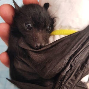 Taking Action to Save Bats