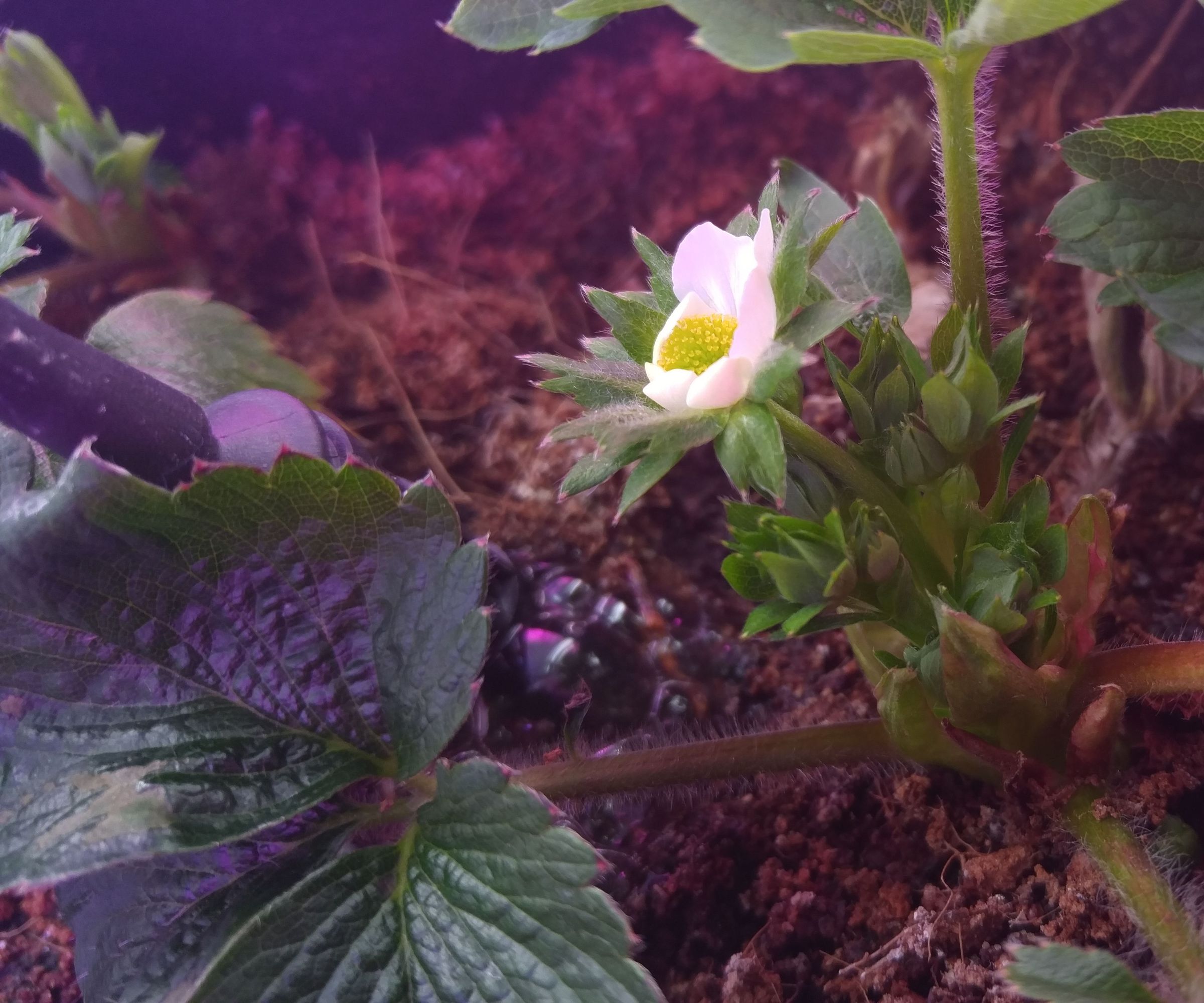 Inexpensive DIY Hydroponic Strawberry System Using Recycled Goods