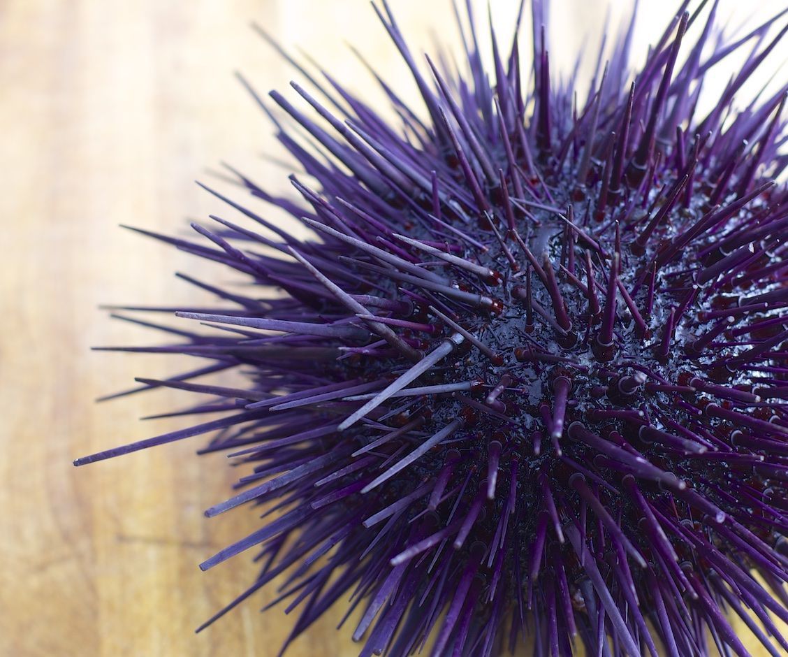 DIY Uni Sushi. Live Sea Urchin Dissection in Photos