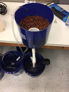 How to Create an Aquaponic System