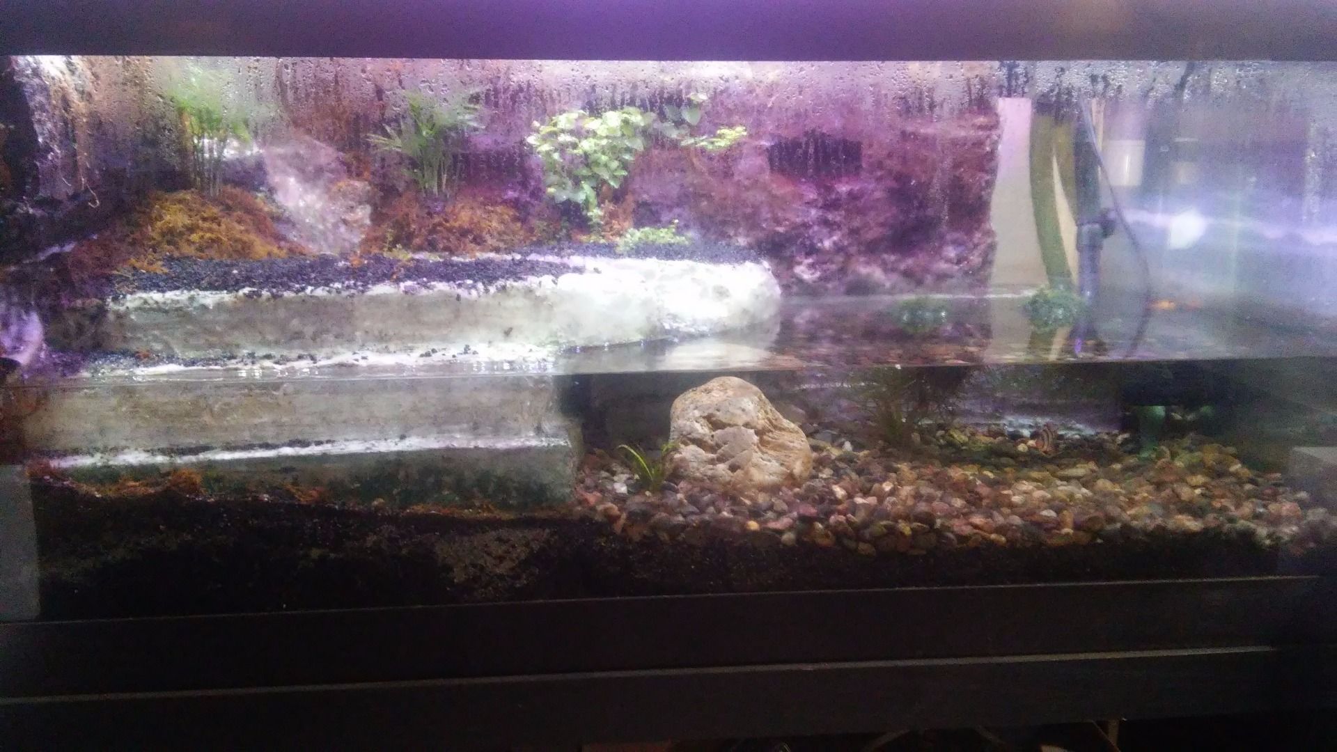 Paludarium 9 Steps Instructables