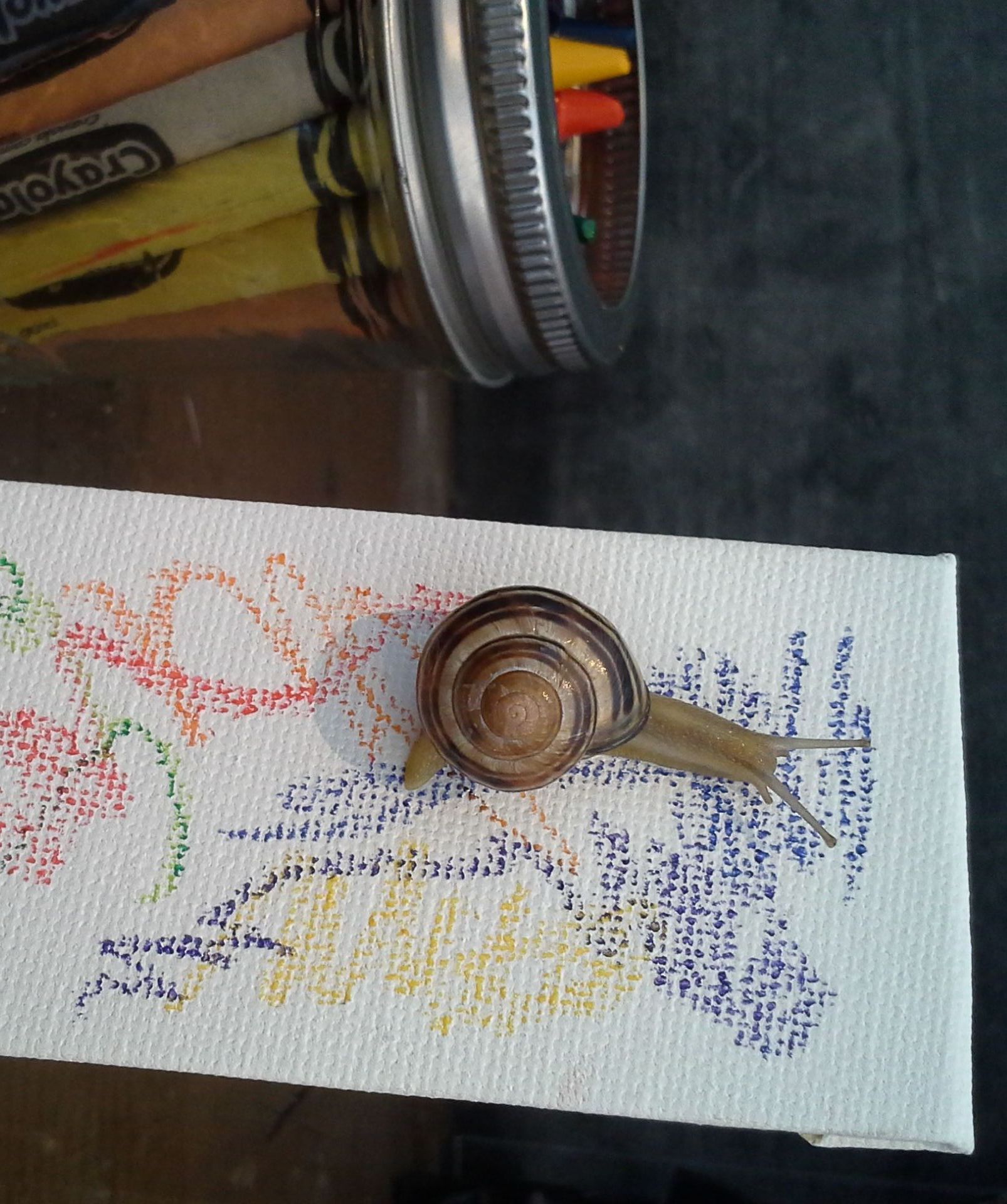 Snail Art: Making Art With Snails