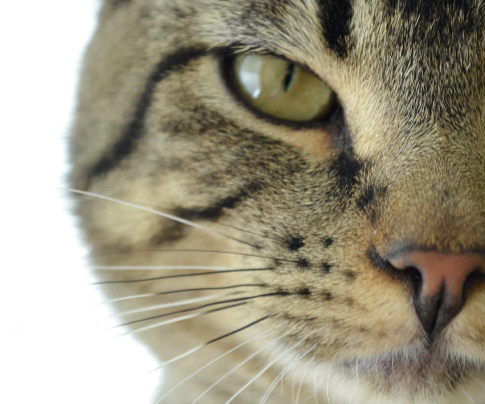 The Cat Glove - Rough Pet Protection Toy