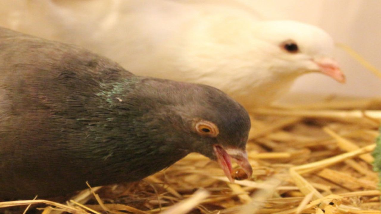 Fantail Pigeons. Sprouting Grains and Legumes (pulses) for an Ideal Winter Feed. Comment Faire Germer Des Cereales Et De Legumineuses (legumes Secs) Pour Vos Pigeons Paons. Como Germinar Cereales Y Leguminosas (legumbres) Para Sus Palomas Colipavas.