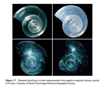 Generating Airshells on a Web Browser : 6 Steps (with Pictures ...