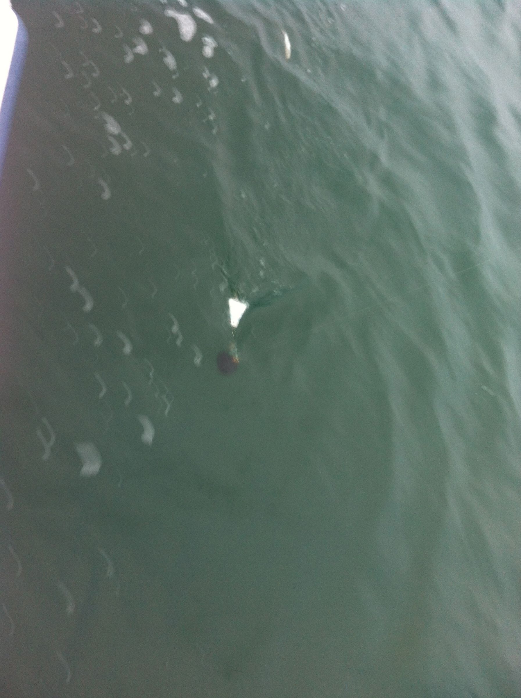 how to fish for king salmon