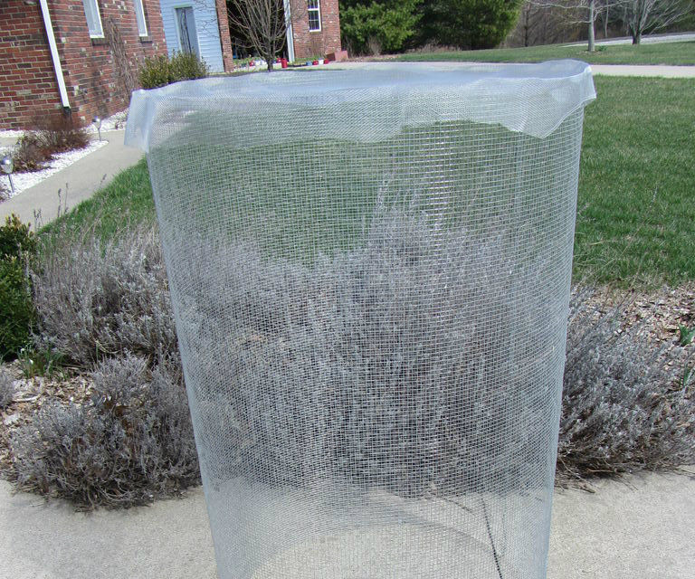 Cruciferous Cages to Prevent Cabbage Moths