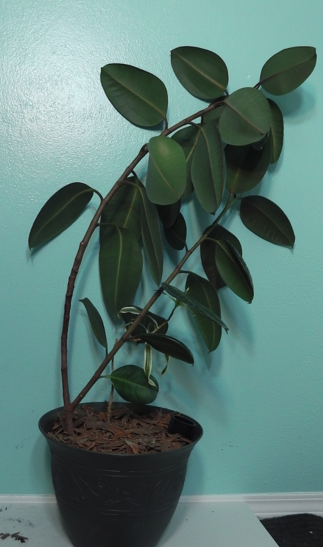 Pest Control, Prevent Fungus Gnats on Houseplants 