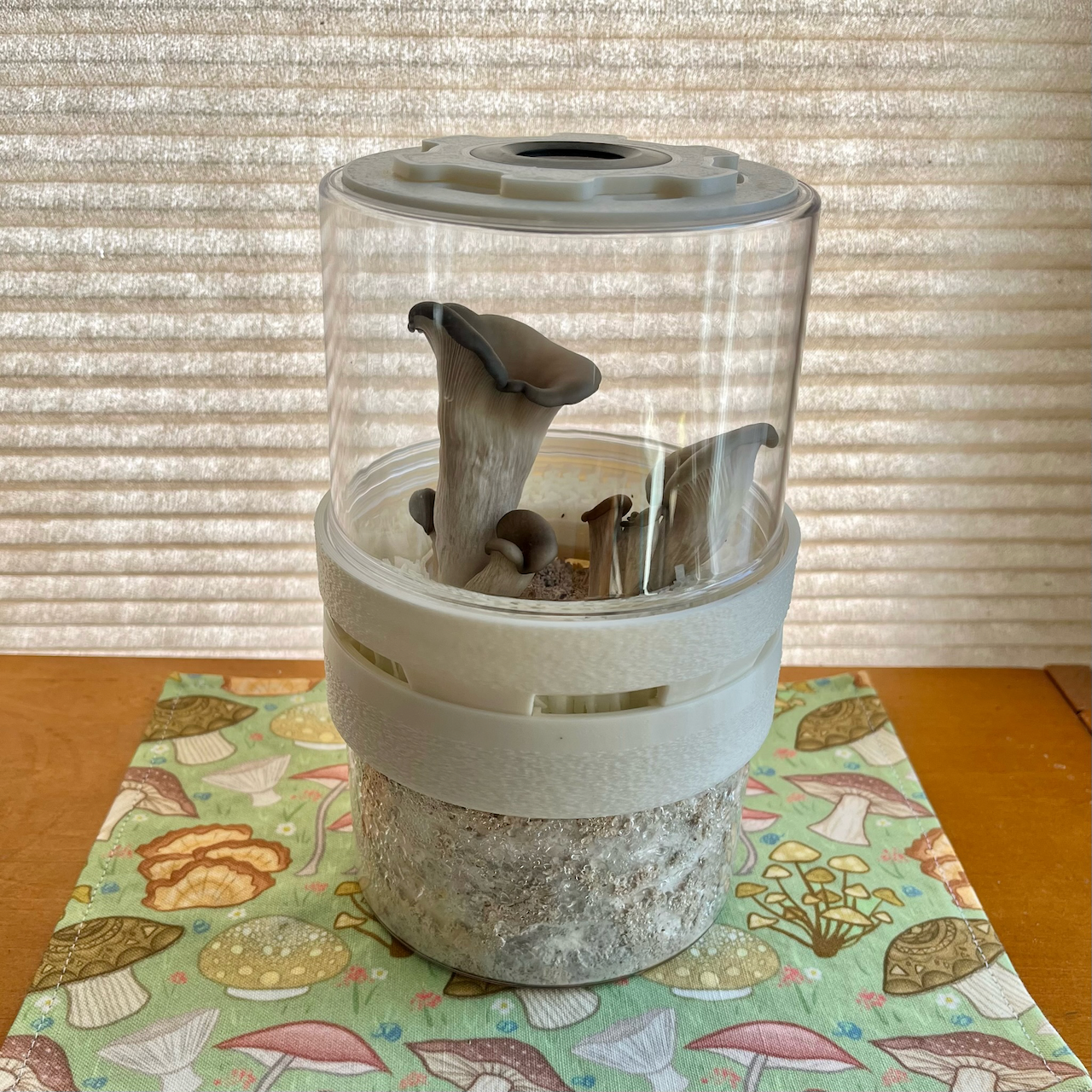 Grow Mushrooms at Home 8 Steps Instructables