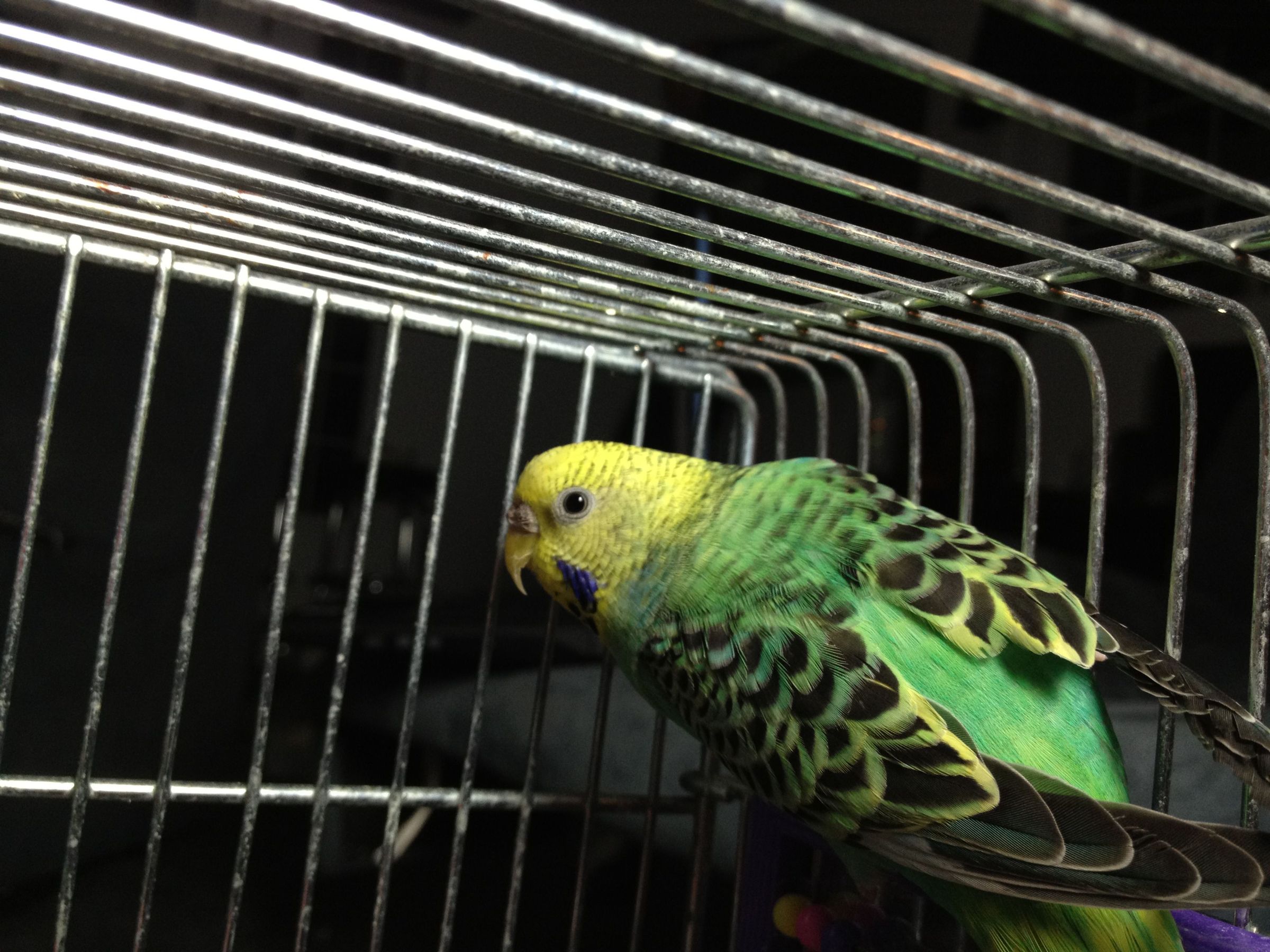 Parakeets Controlling Lights! 7 Steps (with Pictures) Instructables