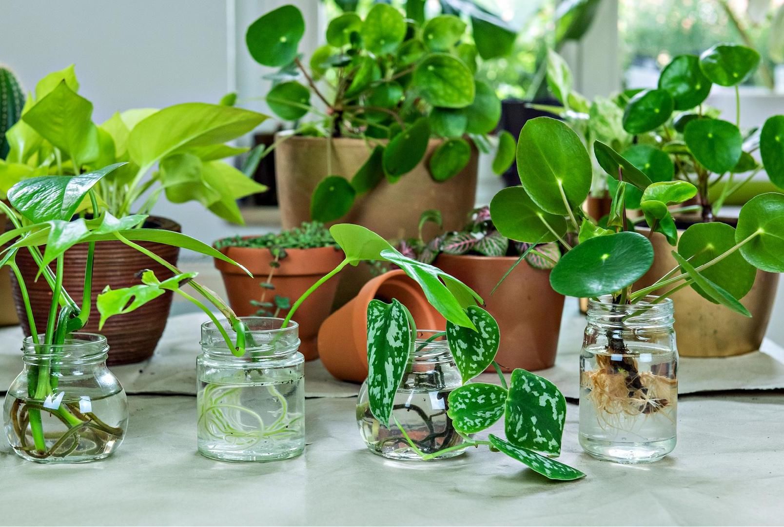How to Propagate and Multiply Your Plants
