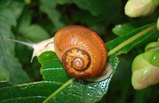 Stallions Experience With African Snails