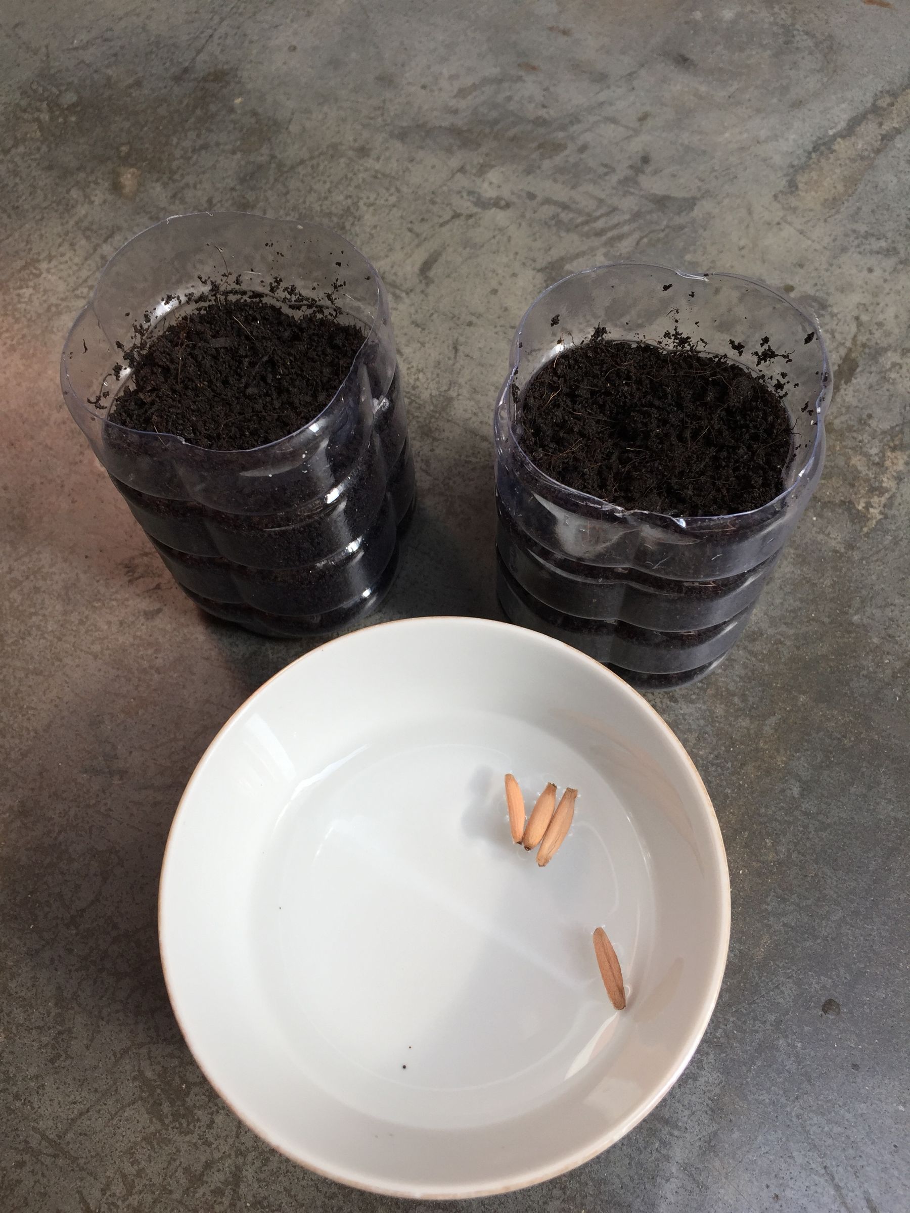 Start Desert Rose From Seeds : 4 Steps (with Pictures) - Instructables
