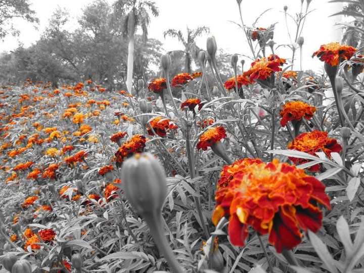 Flowers' Always Give Colors to This Black and White World