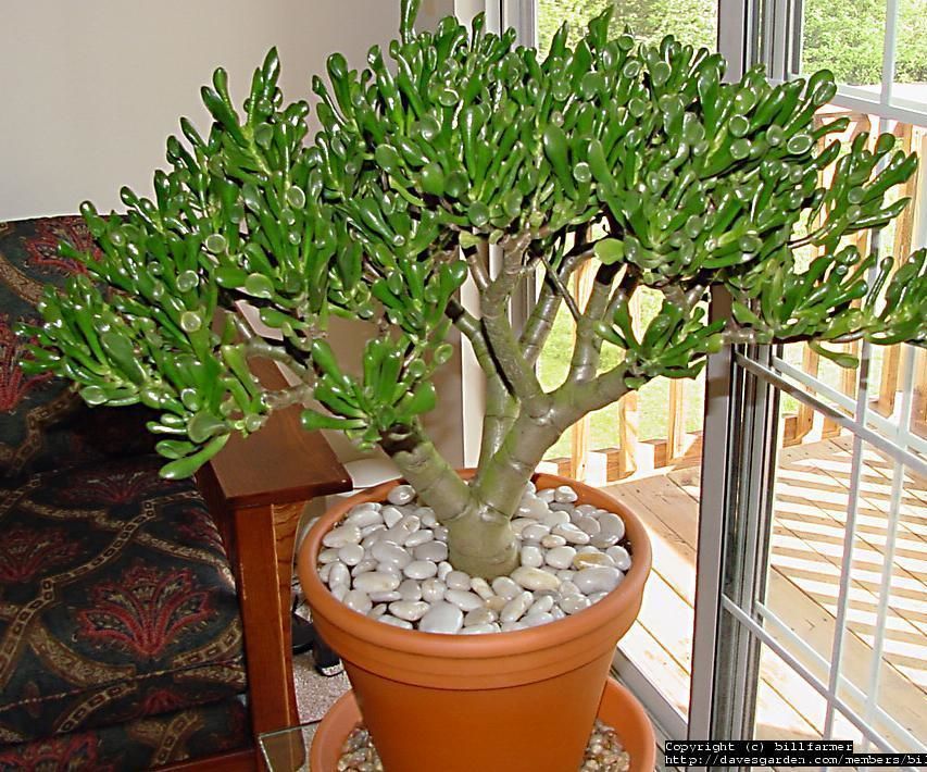 How to Transfer a Plant That Is Too Big for Its Pot