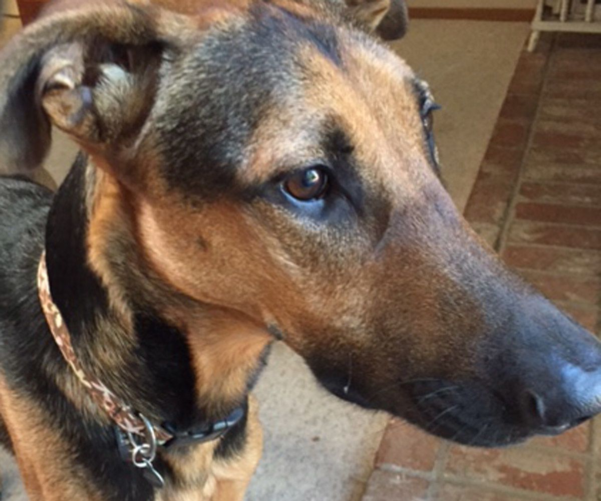 Magic Feather Duster of Doom - Dog Training