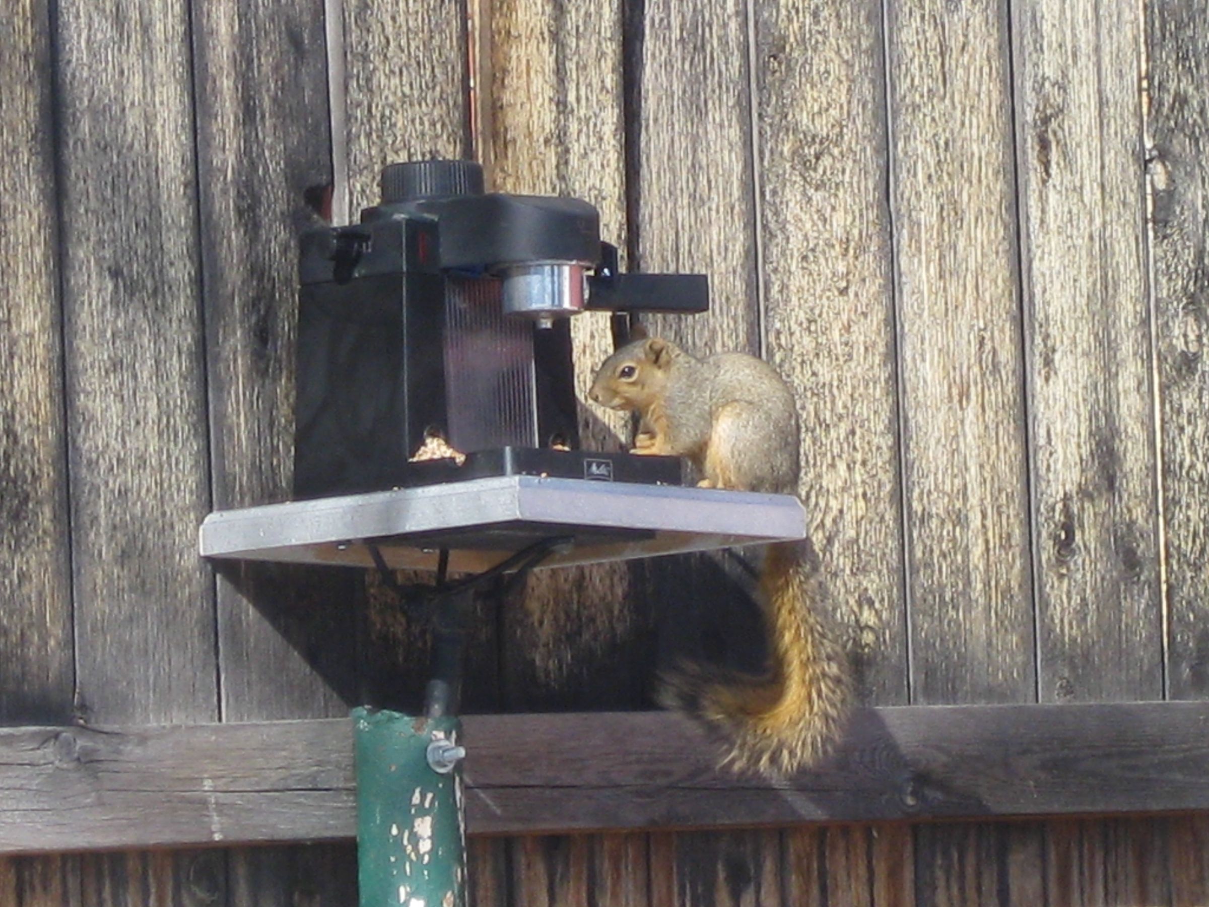 Espresso Bird/squirrel Feeder