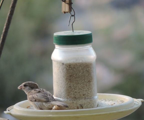 Easy Bird Feeder