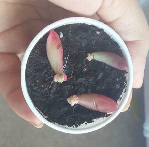 How to QUICKLY Root/Propagate Succulents From Leaves