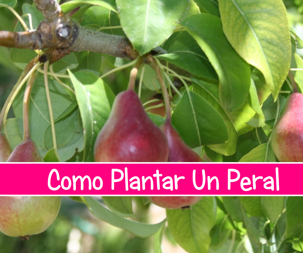 Como Plantar Un Peral
