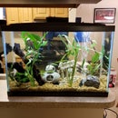 The Ultimate DIY Automatic Fish Feeder: Tier 1