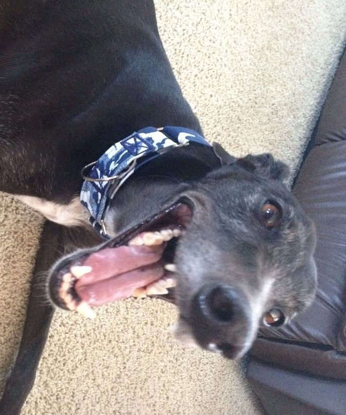 Martingale Dog Collar
